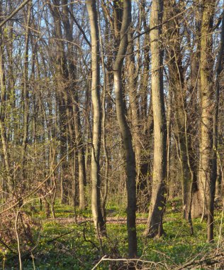  Baharın başlarında çekilen orman.