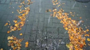 Sonbahar. Yağmur, su ve portakal yaprakları.