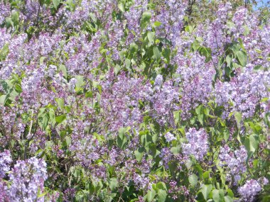  Leylak. Büyük bir leylak çalısı yakından çekilmiş.