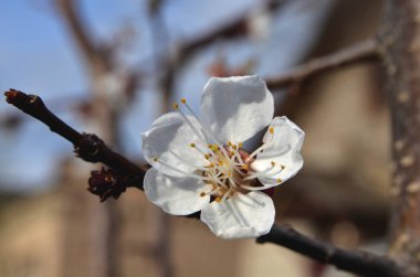 Gökyüzüne karşı kiraz çiçeği, yakın plan.