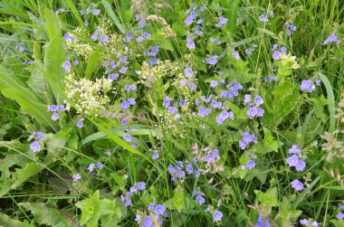  Üzerinde mavi ve sarı çiçeklerin görülebildiği erken bahar yeşil çimlerinin resmini görüyoruz.