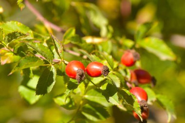 Kırmızı meyvelerle yakın plan yeşil arka plan
