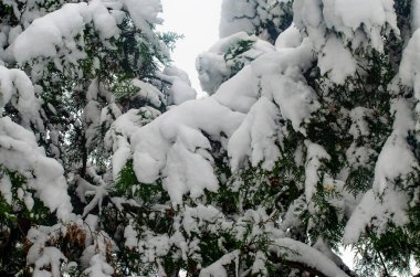 Kış geldi. Ağaçlar görüyoruz, ve tepesinde, dallarda, çok fazla kar var..
