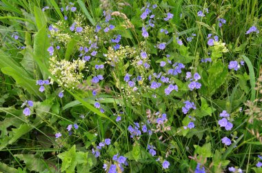 Resim, narin yeşil çimenlerin arka planında küçük mavi ve beyaz çiçekleri gösteriyor.