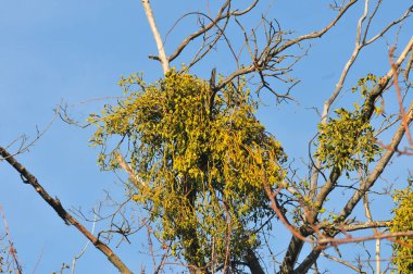 Ağaçtaki koca bir ökseotu çalısı