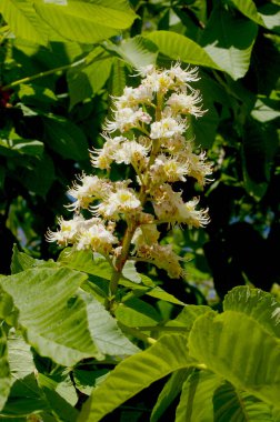 Kestane çiçeği. Fotoğrafı kapat..