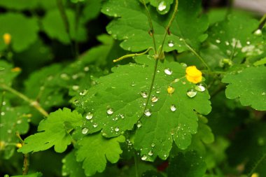 Yağmur. Yeşil izinlerde yağmur damlaları.