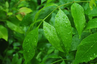 Yeşil yaprakların üzerindeki yağmur damlaları.