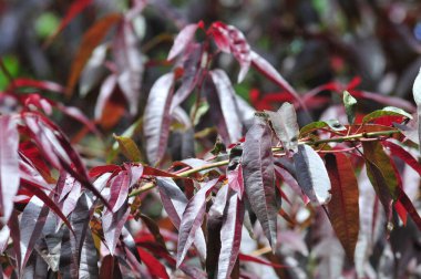 Baharda garip bir bitkinin kırmızı yaprakları.