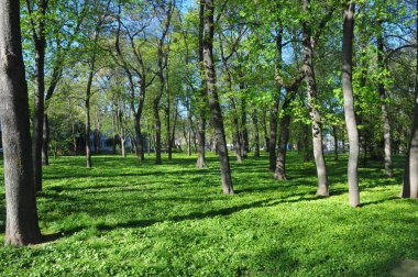 Şehir parkında ilkbahar başları.