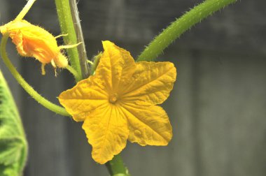  Bir salatalık çiçeğinin fotoğrafı. Bu şekillendi.