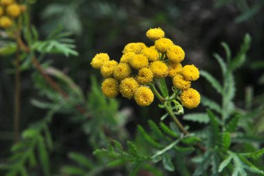 Tansy, şişkinlik yakın plan..