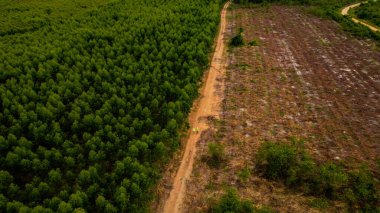 Sahadaki biyologlar okaliptüs ormanlarını araştırma için veri kayıtlarıyla inceliyorlar. Erkek ve kadın çevre mühendisleri gelişmek için ormanda araştırma yapıyorlar..