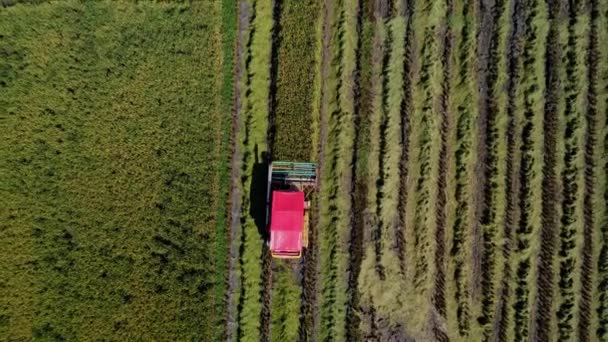 収穫機と水田とを組み合わせるの空中ビュー タイの仕事で米を収穫するための収穫者 大水田で収穫期の後 稲わら労働者の上をドローンが飛ぶ — ストック動画