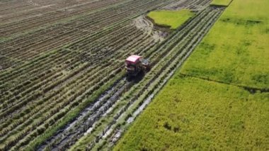 Pirinç tarlasıyla birleşik hasat makinesinin hava görüntüsü. Tayland 'da pirinç hasadı için biçerdöver. Drone hasat mevsiminden sonra büyük bir çeltik tarlasında pirinç saman işçilerinin üzerinde uçar..
