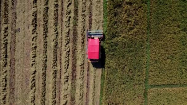 Pirinç Tarlasıyla Birleşik Hasat Makinesinin Hava Görüntüsü Tayland Pirinç Hasadı — Stok video