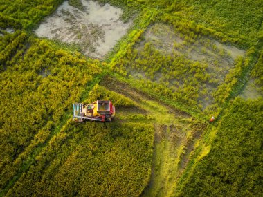 Pirinç tarlasıyla birleşik hasat makinesinin hava görüntüsü. Tayland 'da pirinç hasadı için biçerdöver. Drone hasat mevsiminden sonra büyük bir çeltik tarlasında pirinç saman işçilerinin üzerinde uçar..