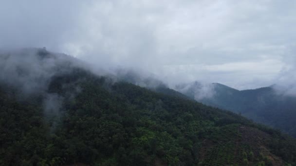 Luftaufnahme Des Tropenwaldes Mit Nebel Morgen Draufsicht Von Der Drohne — Stockvideo
