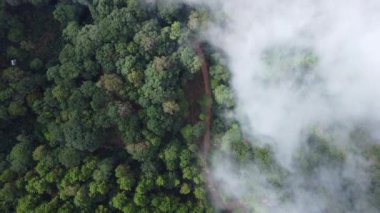 Sabahları sisli tropikal ormanın havadan görünüşü. Tayland 'daki güzel tropikal dağ ormanlarının insansız hava aracı manzarası. Doğal manzara arka planı.