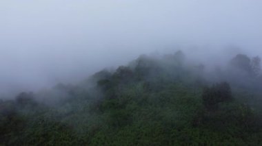 Sabahları sisli tropikal ormanın havadan görünüşü. Tayland 'daki güzel tropikal dağ ormanlarının insansız hava aracı manzarası. Doğal manzara arka planı.
