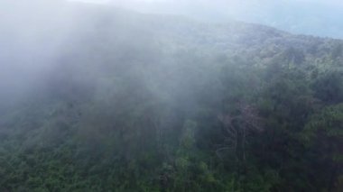 Sabahları sisli tropikal ormanın havadan görünüşü. Tayland 'daki güzel tropikal dağ ormanlarının insansız hava aracı manzarası. Doğal manzara arka planı.