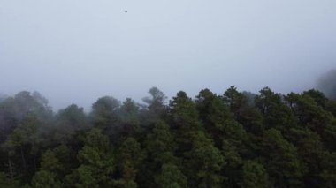 Sabahları sisli tropikal ormanın havadan görünüşü. Tayland 'daki güzel tropikal dağ ormanlarının insansız hava aracı manzarası. Doğal manzara arka planı.