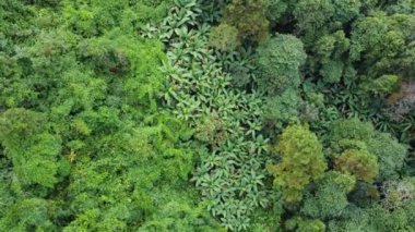 Sabah tropikal ormanların ve güneş ışığının havadan görünüşü. Doğal manzara arka planı.