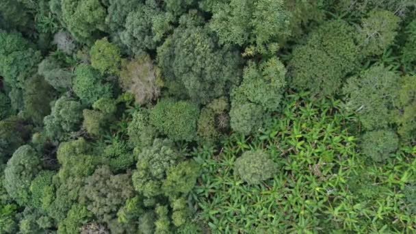 Légi Kilátás Trópusi Erdők Napfény Reggel Természeti Háttér — Stock videók