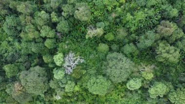 Sabah tropikal ormanların ve güneş ışığının havadan görünüşü. Doğal manzara arka planı.