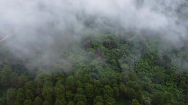 Sabahları sisli tropikal ormanın havadan görünüşü. Tayland 'daki güzel tropikal dağ ormanlarının insansız hava aracı manzarası. Doğal manzara arka planı.