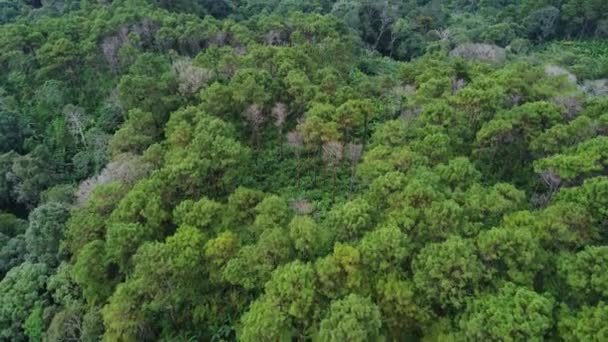 Widok Lotu Ptaka Lasy Tropikalne Światło Słoneczne Rano Krajobraz Naturalny — Wideo stockowe