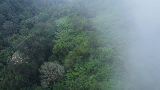 Αεροφωτογραφία Των Τροπικών Δασών Και Φως Του Ήλιου Πρωί Φυσικό — Αρχείο Βίντεο
