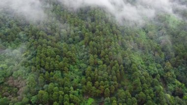 Sabahları sisli tropikal ormanın havadan görünüşü. Tayland 'daki güzel tropikal dağ ormanlarının insansız hava aracı manzarası. Doğal manzara arka planı.