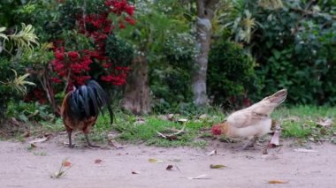 Horoz ve tavuk serbestçe yürür ve çimenleri gagalarlar. Tavuklar yeşil çimenli çiftlikte tahıl yiyorlar..