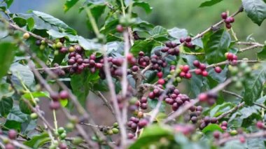 Tayland dağlarında olgunlaşan kahve çalıları yeşil ve kırmızı kahve kirazlarıyla hasat edilmeye hazırdır. Organik kahve tarlasında ağaçta olgunlaşan Arap kahve çekirdekleri..