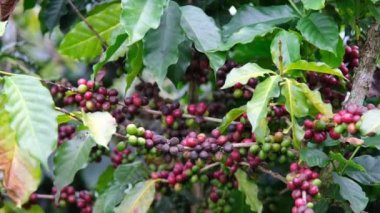 Tayland dağlarında olgunlaşan kahve çalıları yeşil ve kırmızı kahve kirazlarıyla hasat edilmeye hazırdır. Organik kahve tarlasında ağaçta olgunlaşan Arap kahve çekirdekleri..