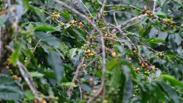 Kávé Bokrok Érett Hegyekben Thaiföld Készen Áll Betakarításra Zöld Piros — Stock videók
