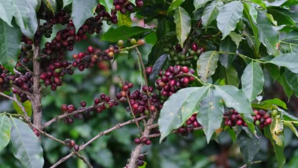Arbustos Café Amadurecem Nas Montanhas Tailândia Prontos Para Serem Colhidos — Vídeo de Stock