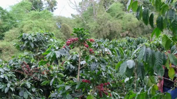 コーヒーブッシュは 緑と赤のコーヒーチェリーで収穫する準備ができてタイの山で熟します 有機コーヒー農園の木の上で熟すアラビカコーヒー豆 — ストック動画