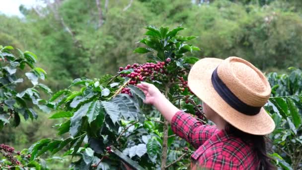 现代亚洲农民在咖啡种植园使用数字平板电脑和检查成熟的咖啡豆 现代技术在农业增长活动概念中的应用 — 图库视频影像