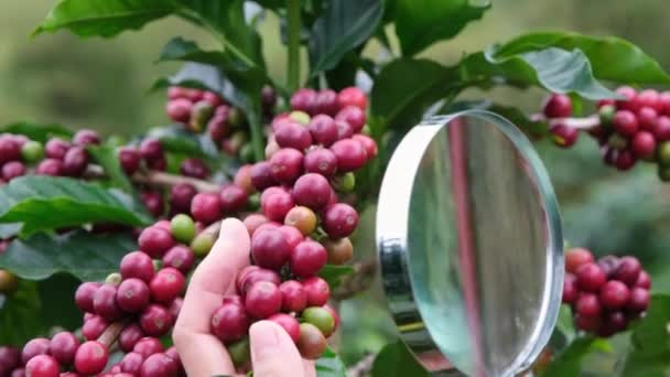 확대경을 커피나무 커피콩을 보면서 밭에서 원두를 살펴보고 현대인의 모습을 — 비디오