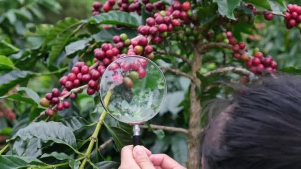 Tiro Cortado Agricultor Moderno Segurando Lupa Olhando Para Grãos Café — Vídeo de Stock