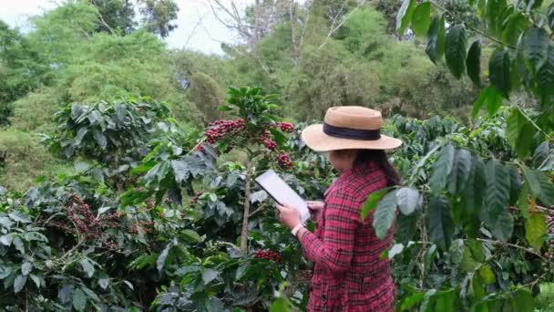 Agricultor Asiático Moderno Usando Tablet Digital Verificando Grãos Café Maduros — Vídeo de Stock