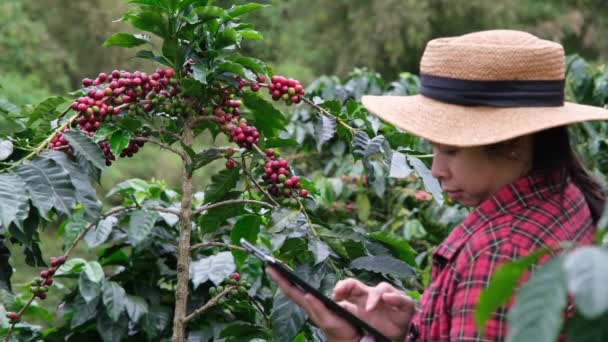 Modern Ázsiai Farmer Digitális Táblagépet Használ Ellenőrzi Érett Kávébabot Kávéültetvényen — Stock videók