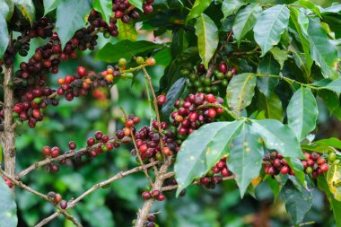 Tayland dağlarında olgunlaşan kahve çalıları yeşil ve kırmızı kahve kirazlarıyla hasat edilmeye hazırdır. Organik kahve tarlasında ağaçta olgunlaşan Arap kahve çekirdekleri..