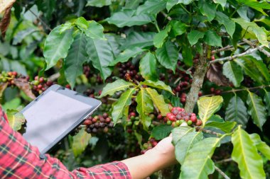 Modern Asyalı çiftçi dijital tablet kullanıyor ve kahve tarlasında olgun kahve çekirdeklerini kontrol ediyor. Tarımsal büyüme kavramında modern teknoloji uygulaması.