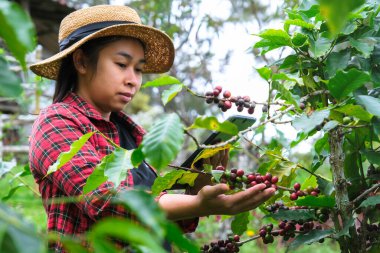 Modern Asyalı çiftçi dijital tablet kullanıyor ve kahve tarlasında olgun kahve çekirdeklerini kontrol ediyor. Tarımsal büyüme kavramında modern teknoloji uygulaması.