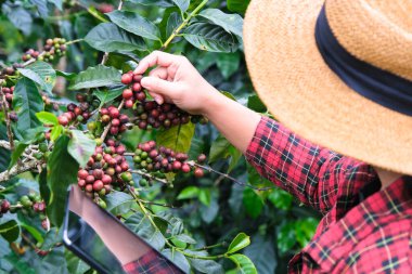 Modern Asyalı çiftçi dijital tablet kullanıyor ve kahve tarlasında olgun kahve çekirdeklerini kontrol ediyor. Tarımsal büyüme kavramında modern teknoloji uygulaması.