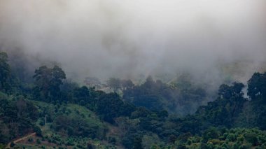 Sabahları sisli tropikal ormanın havadan görünüşü. Tayland 'daki güzel tropikal dağ ormanlarının insansız hava aracı manzarası. Doğal manzara arka planı.