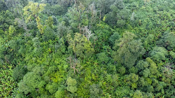 Luftaufnahme Von Tropischen Wäldern Und Sonnenlicht Morgen Hintergrund Der Natürlichen — Stockfoto